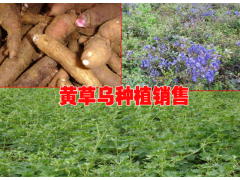 重樓種植什么時候長勢快#優(yōu)質(zhì)重樓種植苗銷售圖2