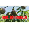 合作社油桃特點(diǎn)汁多脆甜，優(yōu)質(zhì)春晚桃,油桃