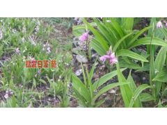 #白芨價格的種植行情&楊先生 13987819680圖1