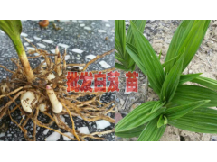 對外批發(fā)、零售、收購白芨和重樓中藥材種苗圖2