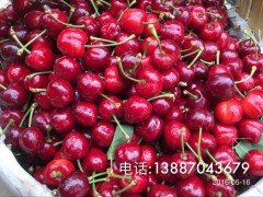 云南哪里有大櫻桃苗，大櫻桃出售，樹苗哪里有圖1