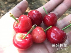 云南哪里有大櫻桃苗，大櫻桃出售，樹苗哪里有圖2