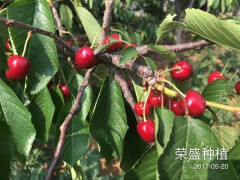 貴州哪里有大櫻桃苗圖1