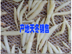 $天冬種苗銷售供應(yīng)商@天冬種植##大天冬苗圖2