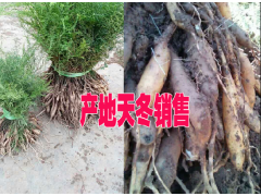 品牌大天冬種植戶聯(lián)系#云南大天冬種子多少一斤#圖1