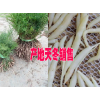 麗江哪里有天冬小苗賣(mài)?價(jià)格是多少?