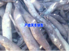 云南天冬藥材網(wǎng)-天冬多少錢(qián)一斤？圖1