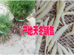 云南天冬藥材網(wǎng)-天冬多少錢(qián)一斤？圖2