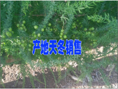 云南天冬藥材網(wǎng)-天冬多少錢(qián)一斤？圖3