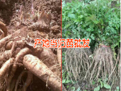 自產(chǎn)自銷當(dāng)歸苗，羌活,黨參，紅芪，黃芪苗籽種圖3