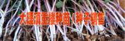 2019年滇重樓種苗價格)