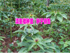 產(chǎn)區(qū)自產(chǎn)自銷金鐵鎖(也叫獨(dú)定子)/紫花三叉白芨苗/重樓種苗圖1