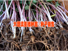 產(chǎn)區(qū)自產(chǎn)自銷金鐵鎖(也叫獨(dú)定子)/紫花三叉白芨苗/重樓種苗圖2