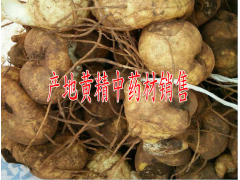 貴州產(chǎn)什么中藥材*黃精價格多少錢一斤#圖2
