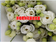 云南洋桔梗批發(fā)市場(chǎng)報(bào)價(jià)#洋桔梗廠家#云南洋桔梗哪家公司的好圖2