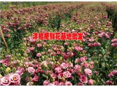 云南洋桔梗批發(fā)市場(chǎng)報(bào)價(jià)#洋桔梗廠家#云南洋桔梗哪家公司的好圖3