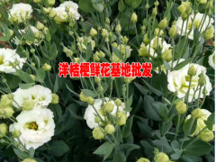 洋桔梗一束多少錢#云南洋桔梗種植基地圖1