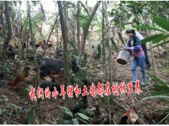 傣族的蟲(chóng)類(lèi)美食銷(xiāo)售圖1