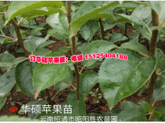華碩蘋果苗圖片@優(yōu)質(zhì)華碩蘋果苗產(chǎn)地批發(fā)價(jià)格圖3
