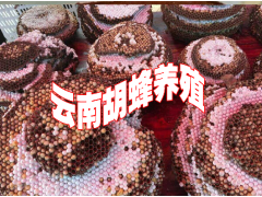 云南胡蜂蜂王過(guò)冬技術(shù)(公開(kāi)）@新胡蜂養(yǎng)殖技術(shù)資料公開(kāi)圖1