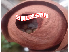 云南胡蜂蜂王過(guò)冬技術(shù)(公開(kāi)）@新胡蜂養(yǎng)殖技術(shù)資料公開(kāi)圖3