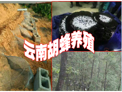 胡蜂養(yǎng)殖找哪里-云南滇潤蜂業(yè)有限公司較專業(yè)圖1