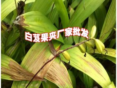 2019年鮮白芨價(jià)格%白芨種苗價(jià)圖1