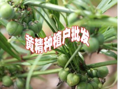 產(chǎn)地重樓種苗批發(fā)廠家#重樓栽培技術(shù)#重樓種植技術(shù)@#重樓圖片圖1