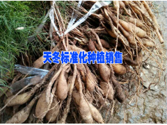 天冬幾年能豐產(chǎn)&天門冬好種植嗎?天冬種植海拔要求在多少米圖1