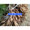 天冬幾年能豐產(chǎn)&天門(mén)冬好種植嗎?天冬種植海拔要求在多少米