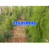 天冬幾年能豐產(chǎn)&天門(mén)冬好種植嗎
