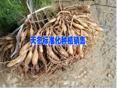天冬幾年能豐產(chǎn)&天門冬好種植嗎圖2