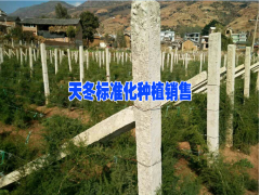天冬幾年能豐產(chǎn)&天門冬好種植嗎圖3