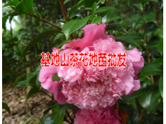 山茶樹與山茶花云南茶花樹苗批發(fā)|圖1