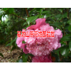 山茶樹(shù)與山茶花云南茶花樹(shù)苗批發(fā)|