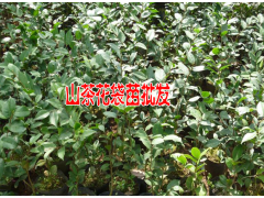 山茶樹與山茶花云南茶花樹苗批發(fā)|圖2
