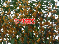 山茶樹與山茶花云南茶花樹苗批發(fā)|圖3
