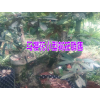 供應(yīng)山茶花樹(shù)苗#2017山茶花樹(shù)苗多少一株？
