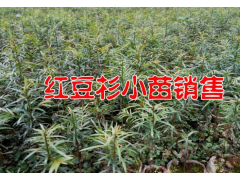 今年紅豆杉種子多少一斤?2017紅豆杉種子自產(chǎn)自銷,歡迎訂購圖1