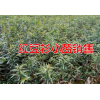 昆明石林縣_雪松、紅豆杉小苗/云南紅豆杉