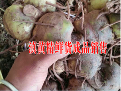 黃精種子價(jià)格|中藥材滇黃精自產(chǎn)自銷價(jià)格圖2
