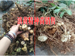 黃精種子價(jià)格|中藥材滇黃精自產(chǎn)自銷價(jià)格圖3
