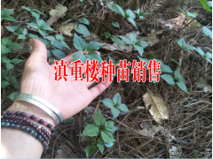 普洱鎮(zhèn)沅重樓小苗基地價格#重樓苗批發(fā)價格(鎮(zhèn)沅4-5元)圖2