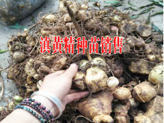 普洱鎮(zhèn)沅重樓小苗基地價格#重樓苗批發(fā)價格(鎮(zhèn)沅4-5元)圖3