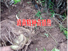 普洱鎮(zhèn)沅重樓小苗基地價格#重樓苗批發(fā)價格(鎮(zhèn)沅4-5元)圖1