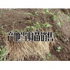 云南/四川/貴州當(dāng)歸哪些地方有種苗賣？