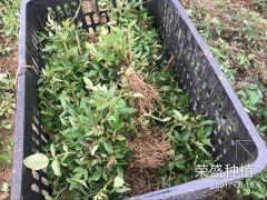 云南花椒樹(shù)苗，大紅袍樹(shù)苗，青花椒苗圖2