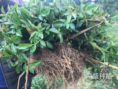 云南花椒樹(shù)苗，大紅袍樹(shù)苗，青花椒苗圖3
