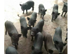 肥豬供貨商圖1