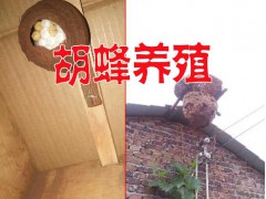 云南麻櫟和胡蜂#金黃虎頭蜂哪里有賣？圖2